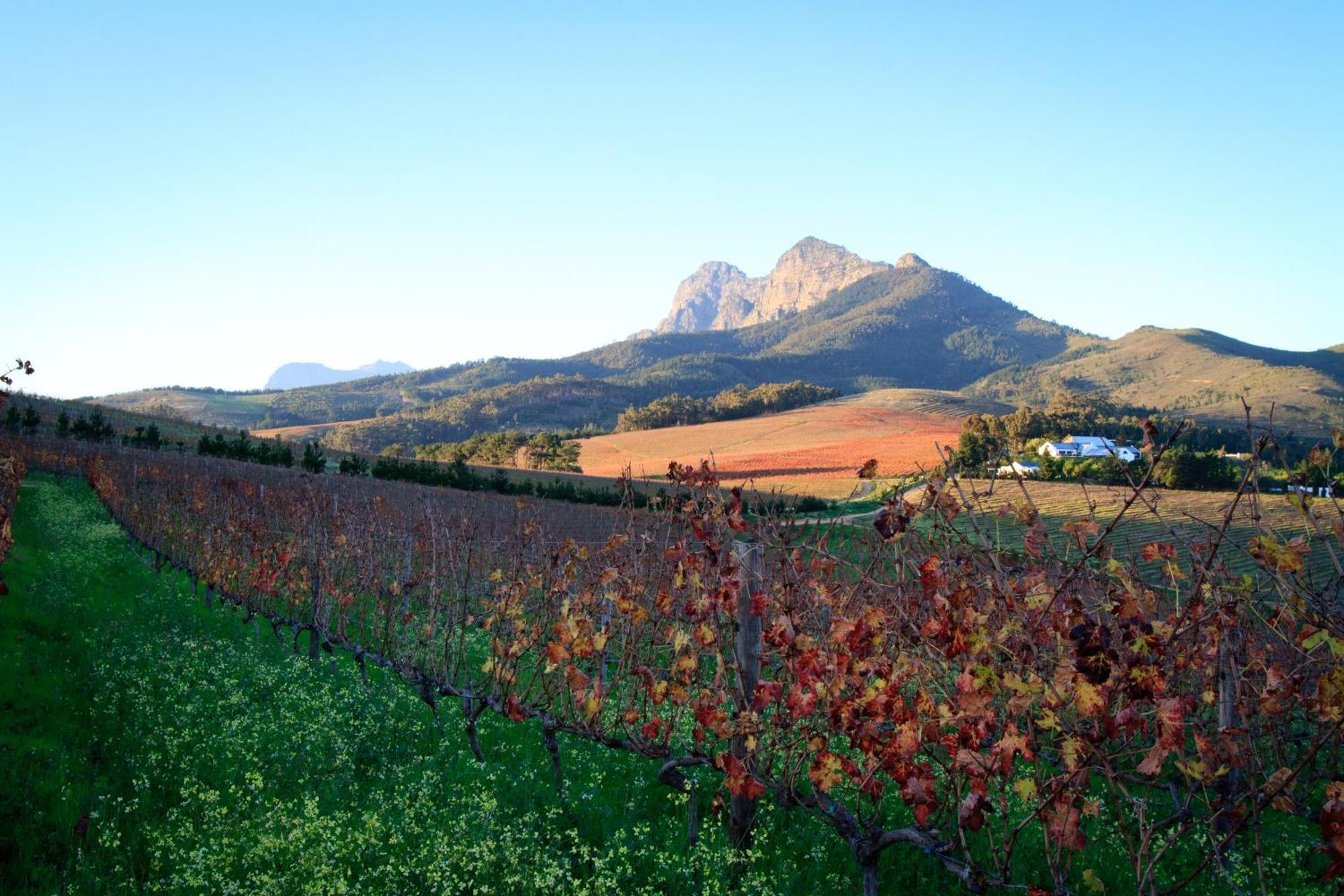 Marianne Wine Estate Bed & Breakfast Stellenbosch Exterior foto